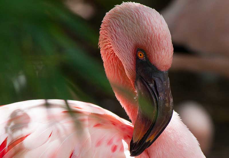 The Ultimate Secrets Of Zoo Pic 9